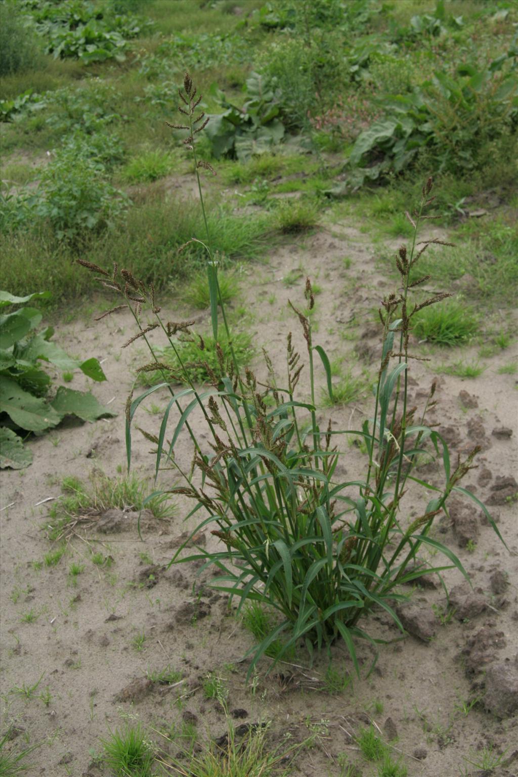 Echinochloa crus-galli (door Willem Braam)