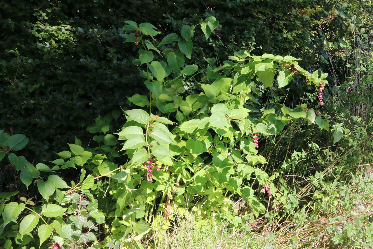 Leycesteria formosa (door Willem Braam)