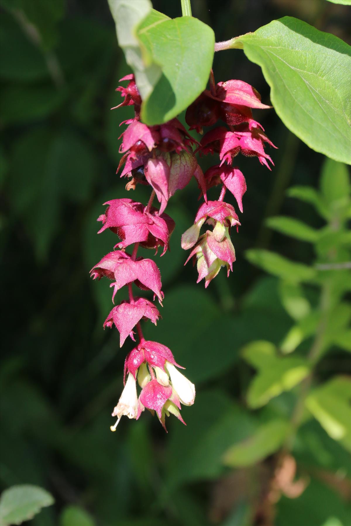 Leycesteria formosa (door Willem Braam)