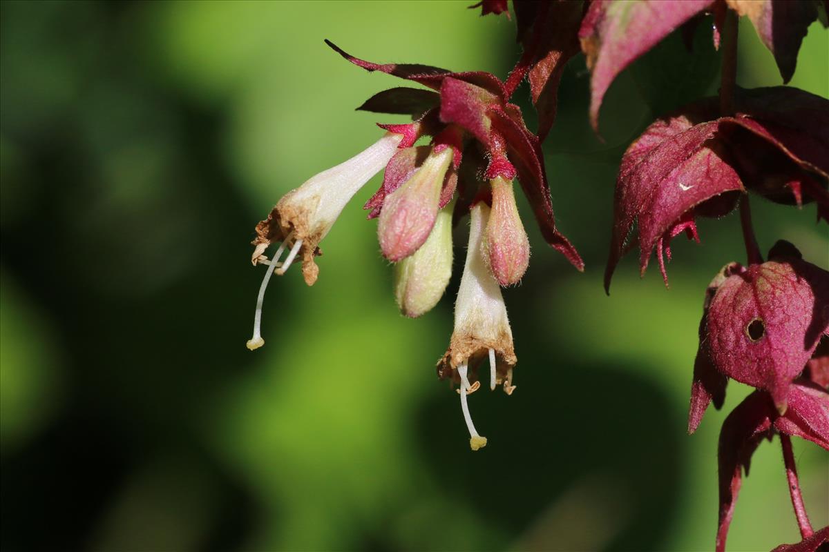 Leycesteria formosa (door Willem Braam)