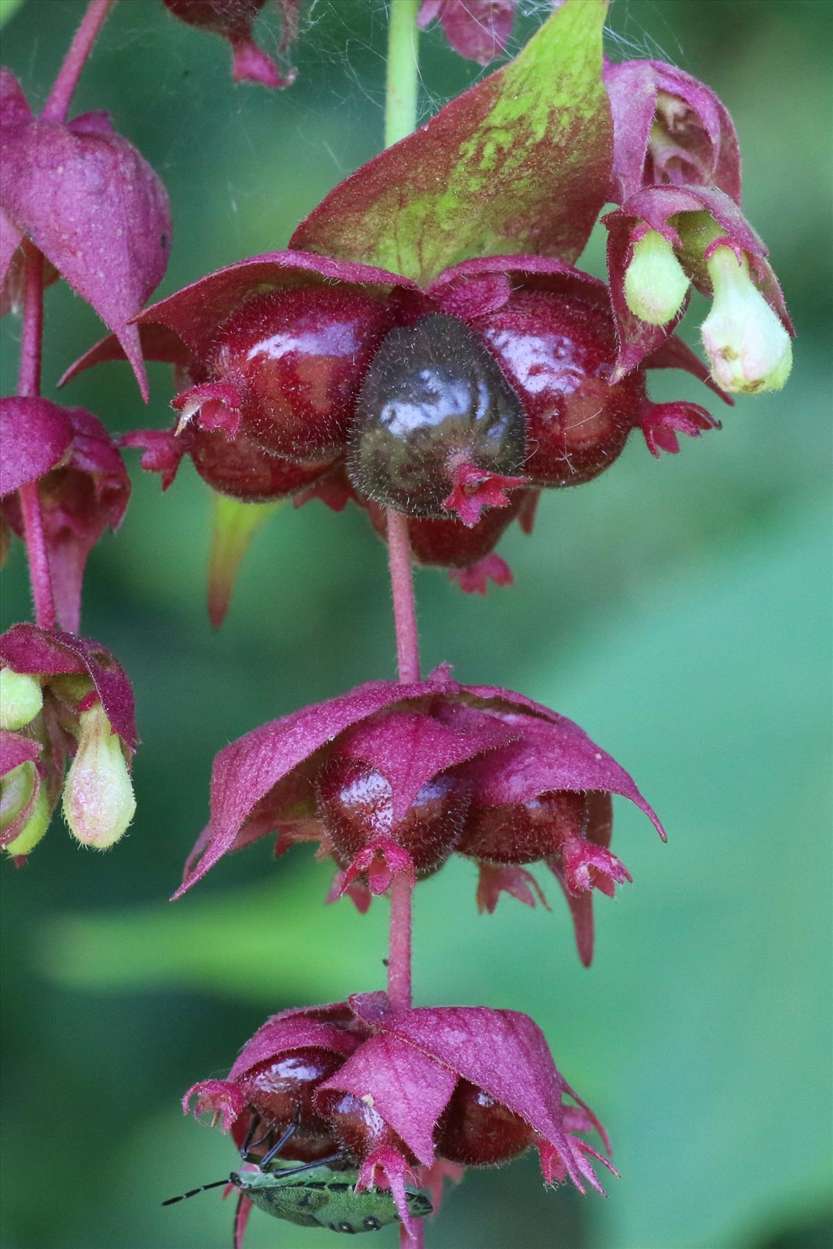 Leycesteria formosa (door Willem Braam)