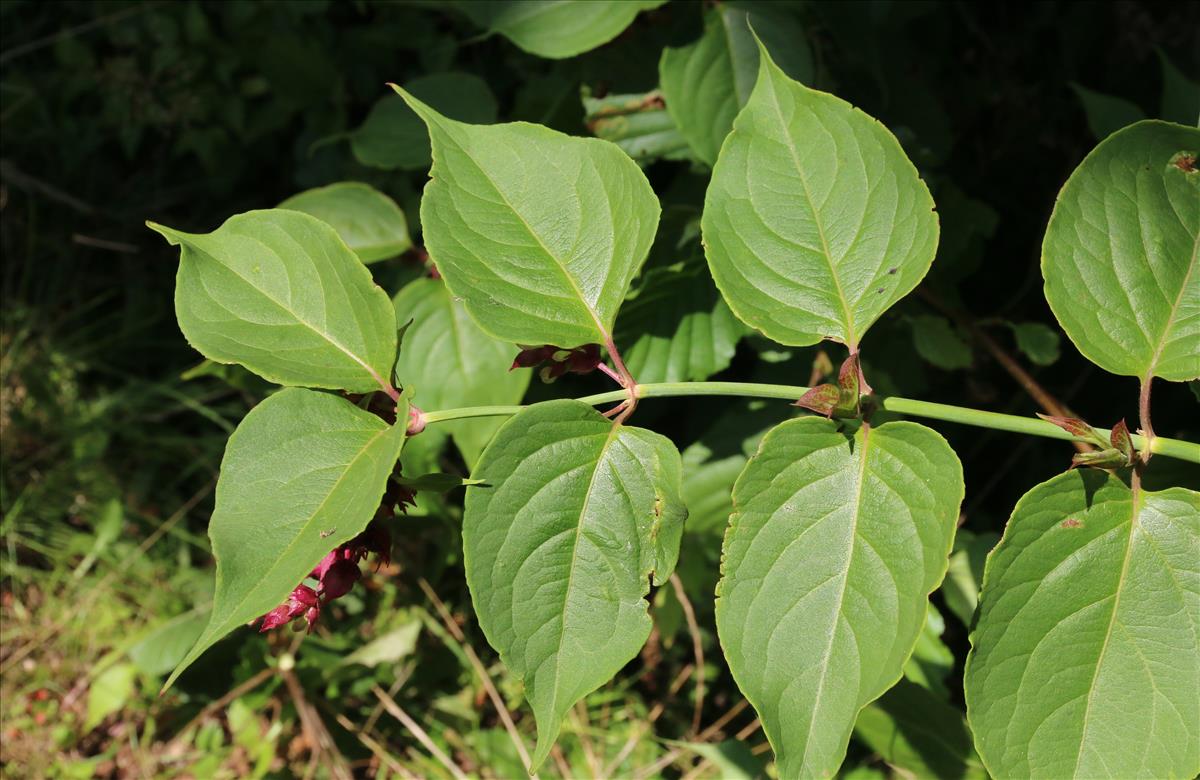 Leycesteria formosa (door Willem Braam)