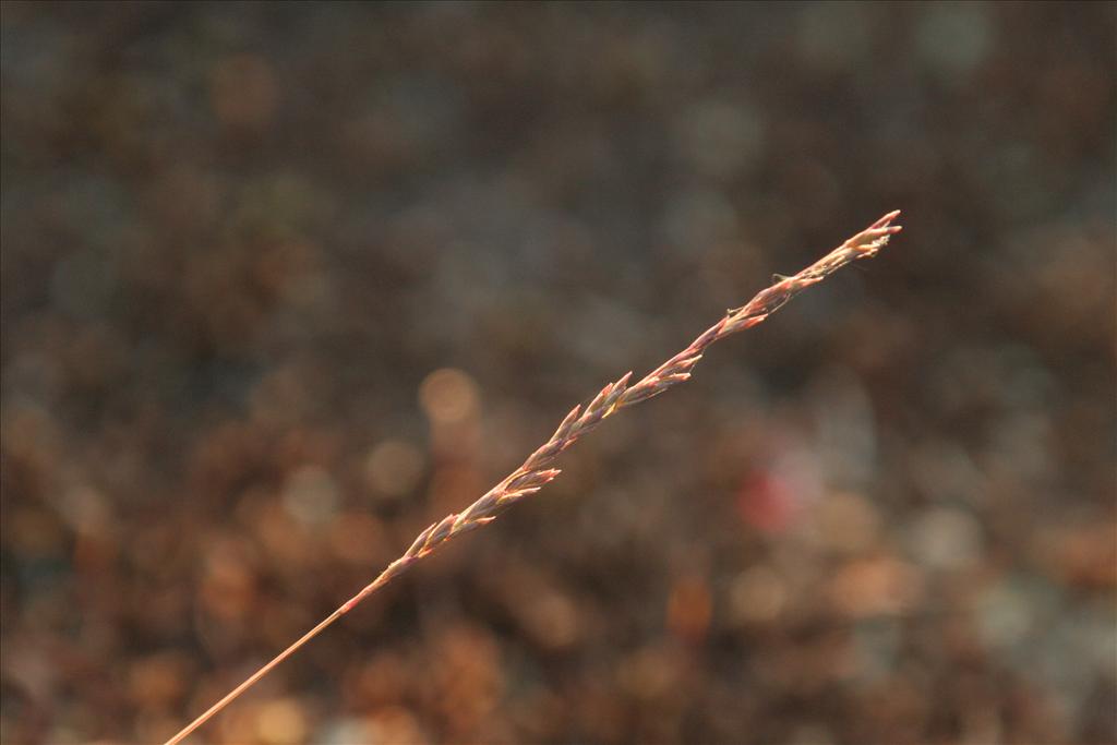 Festuca filiformis (door Willem Braam)