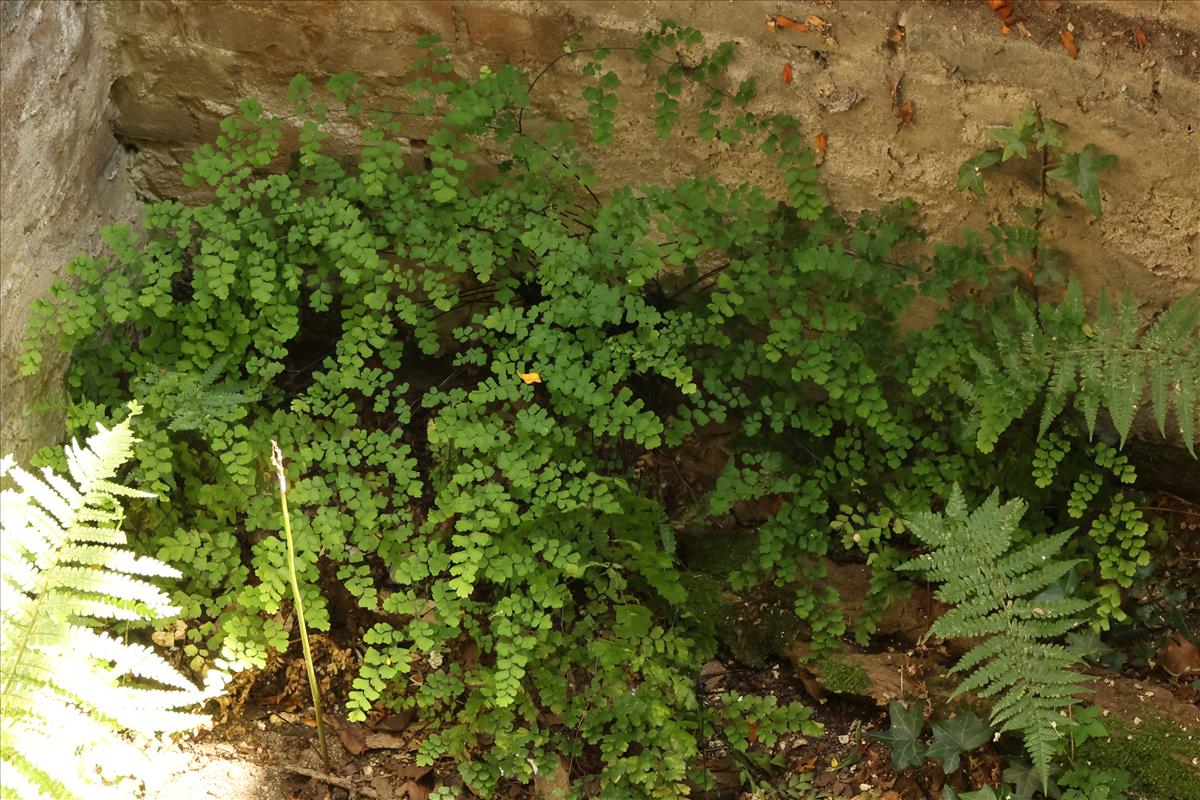Adiantum raddianum (door Willem Braam)
