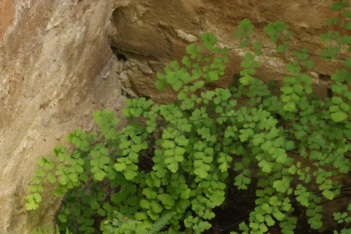 Adiantum raddianum (door Willem Braam)