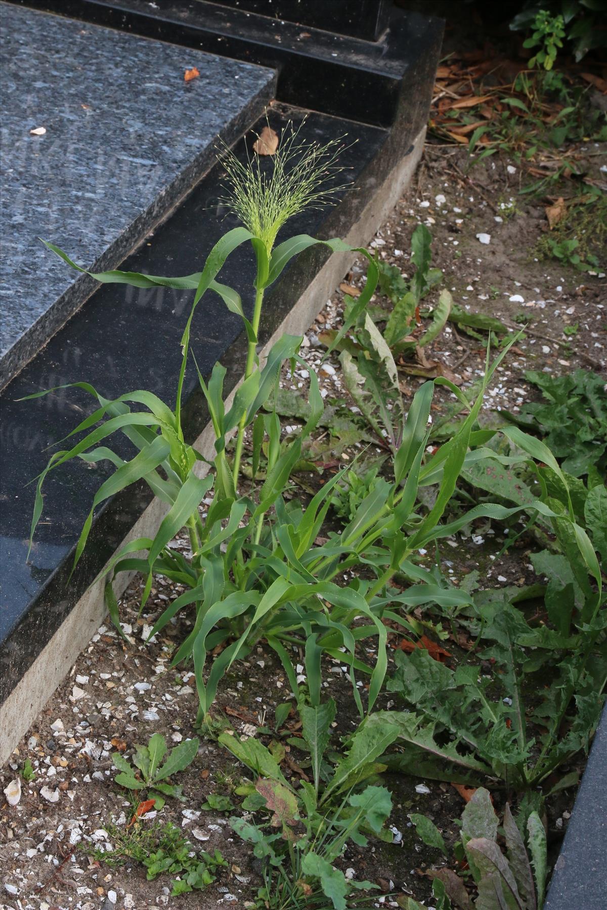 Panicum barbipulvinatum (door Willem Braam)