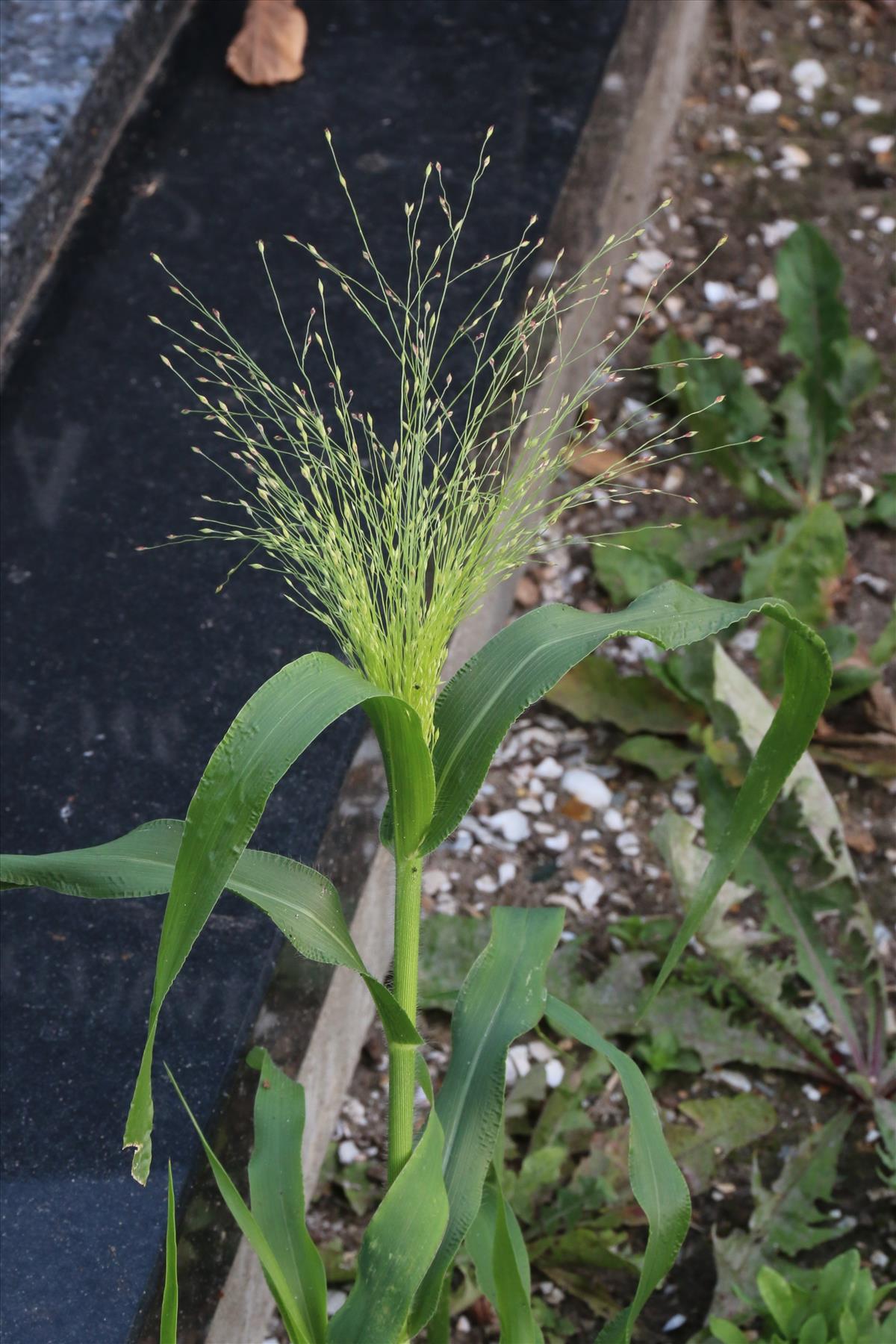 Panicum barbipulvinatum (door Willem Braam)