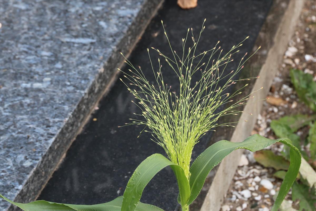 Panicum barbipulvinatum (door Willem Braam)