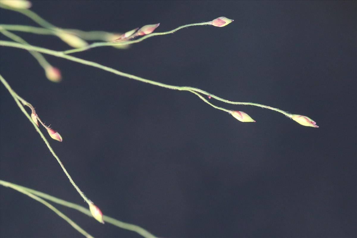 Panicum barbipulvinatum (door Willem Braam)