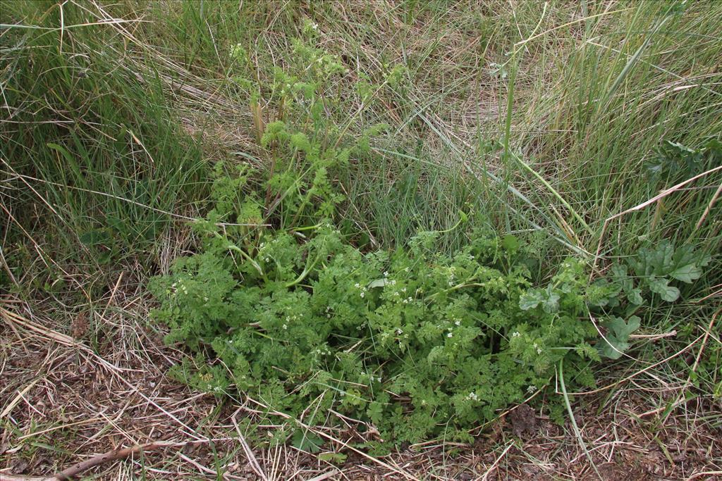 Anthriscus caucalis (door Willem Braam)