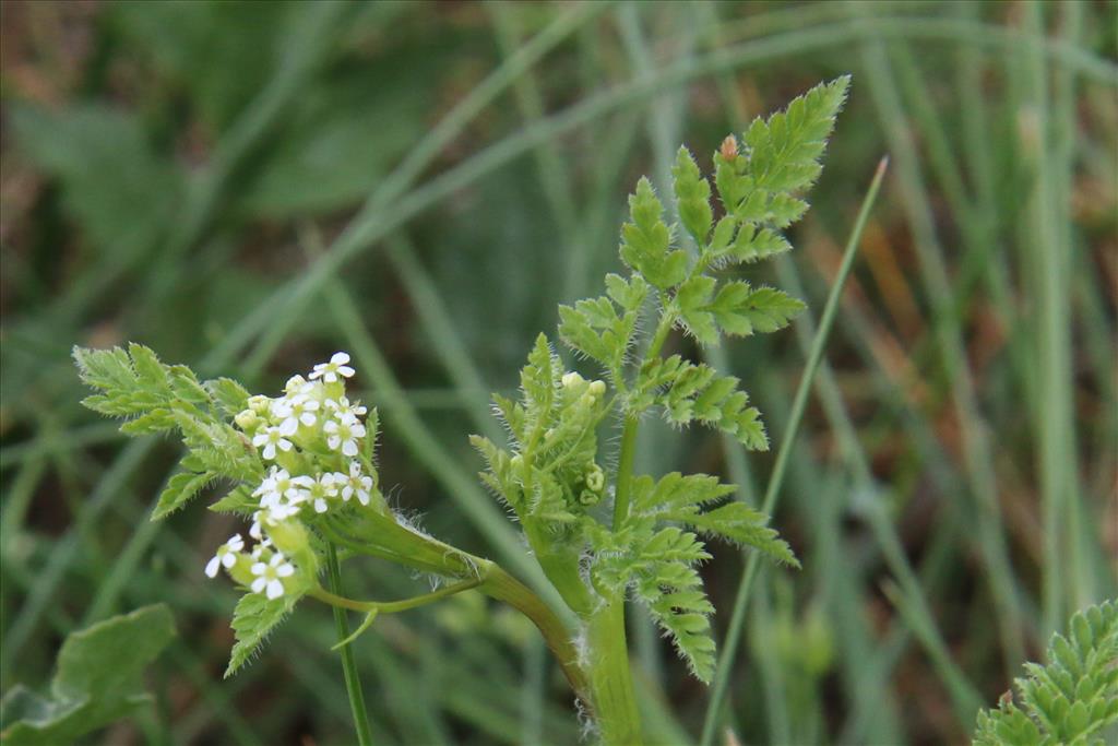 Anthriscus caucalis (door Willem Braam)