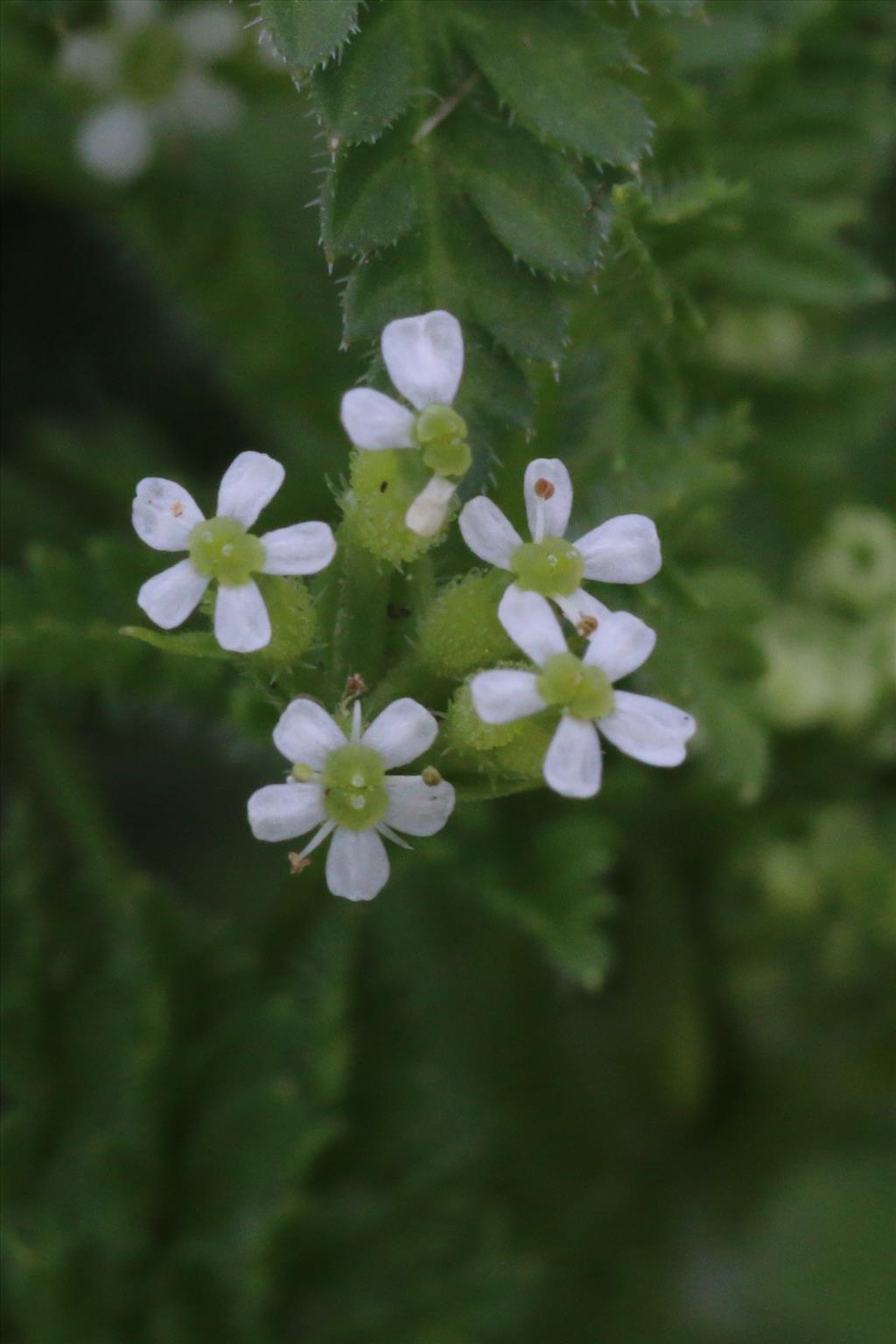 Anthriscus caucalis (door Willem Braam)