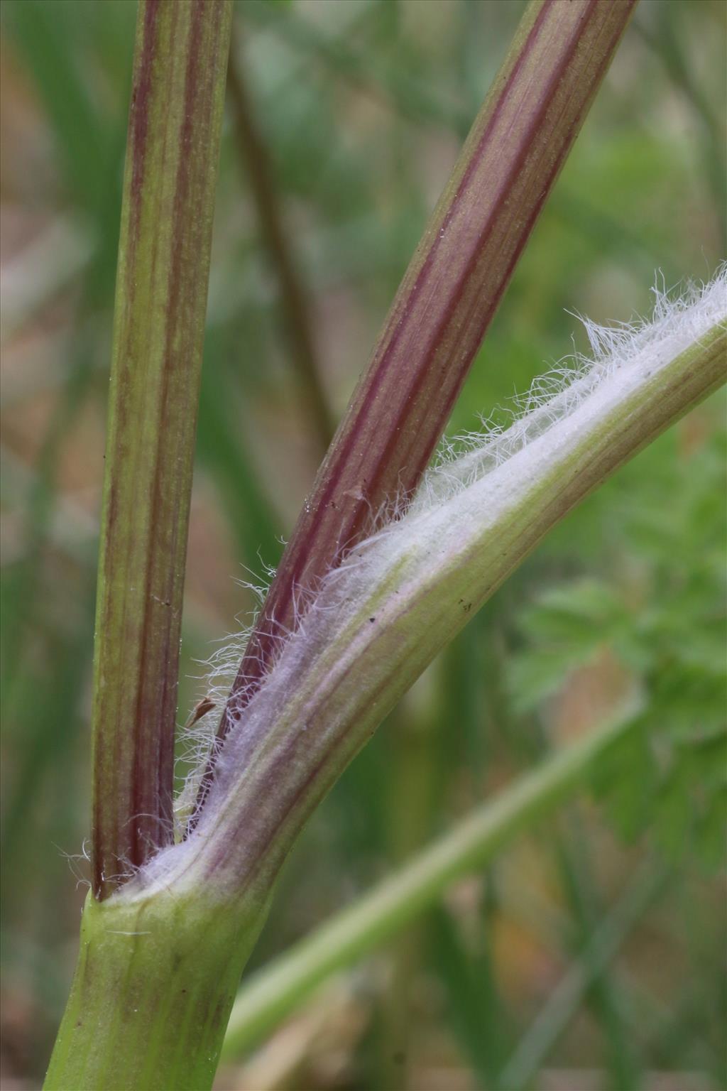 Anthriscus caucalis (door Willem Braam)