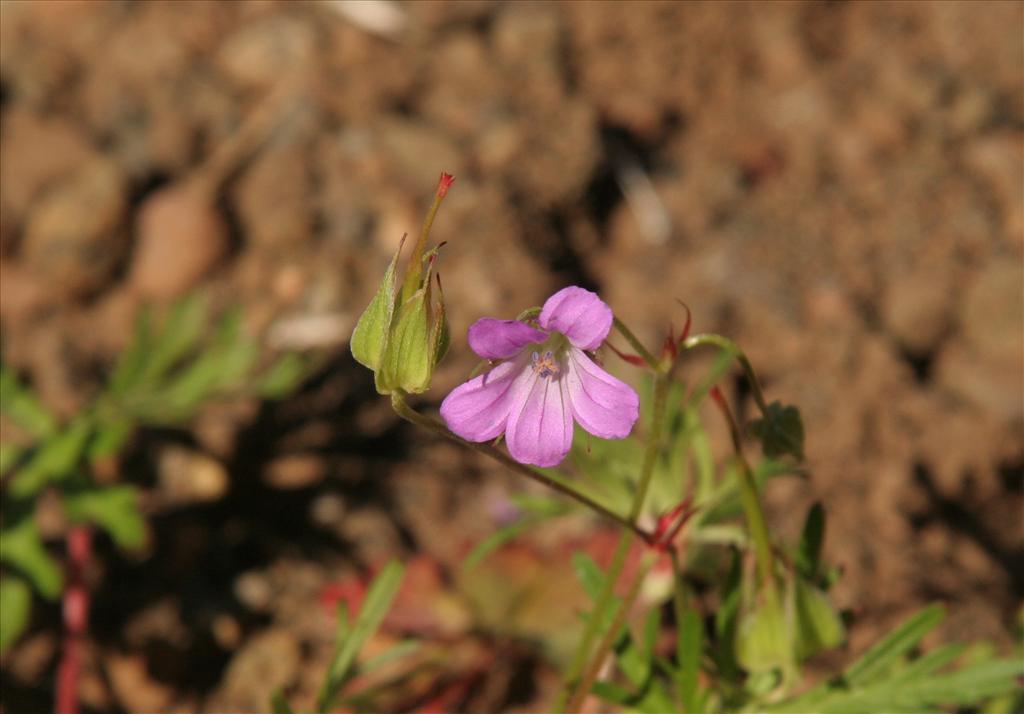 Geranium columbinum (door Willem Braam)