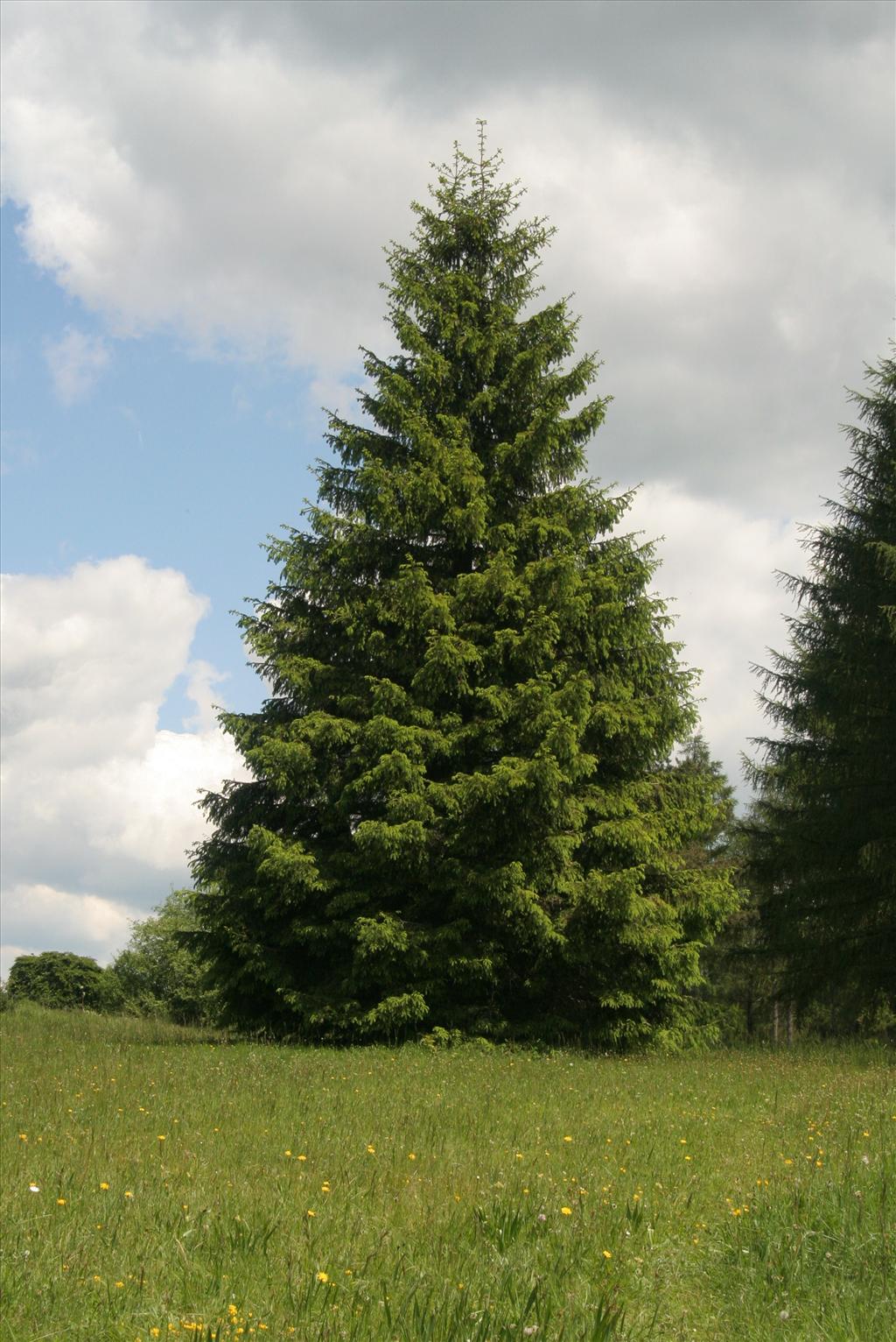 Picea abies (door Willem Braam)