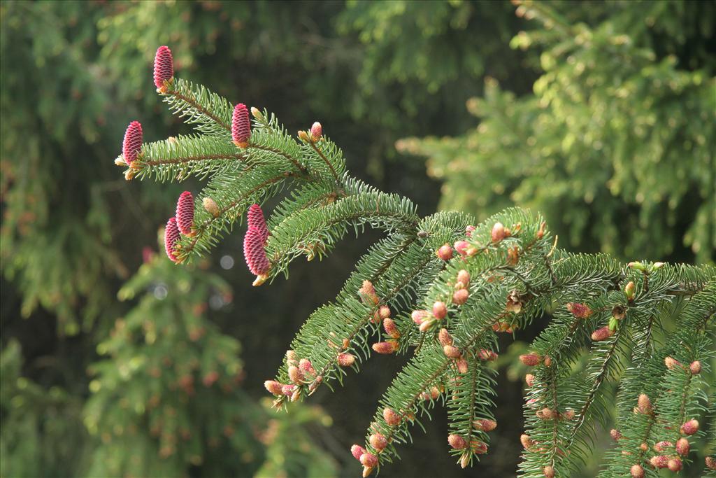 Picea abies (door Willem Braam)