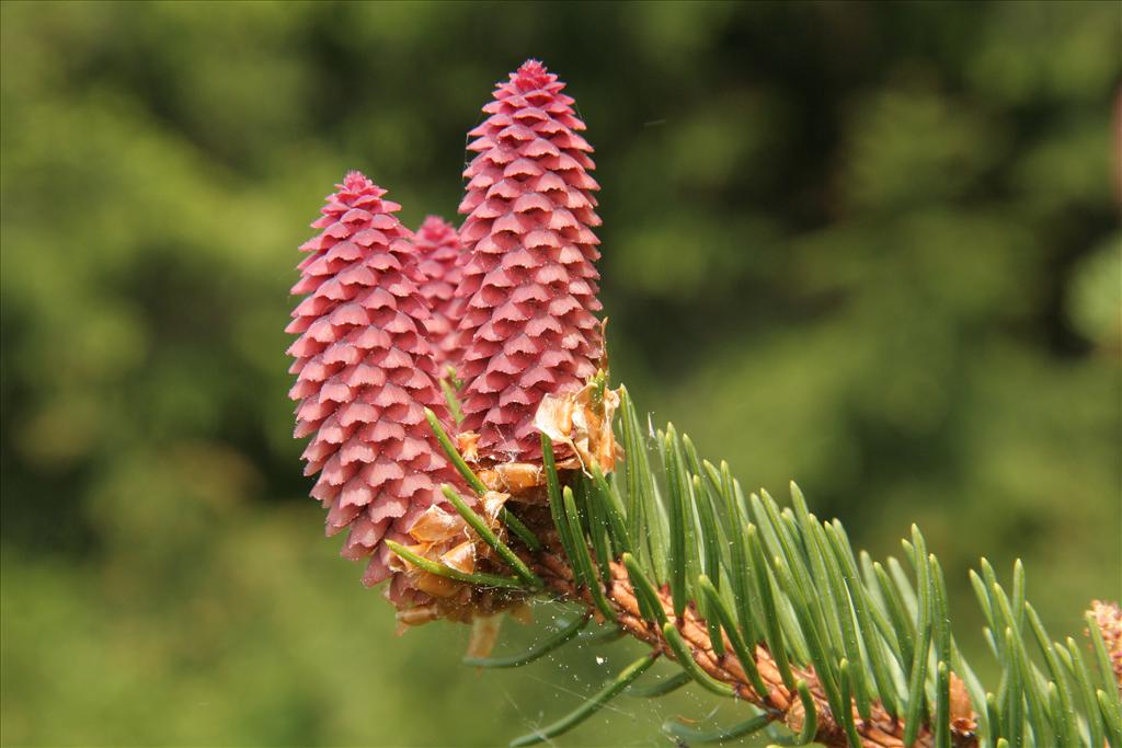 Picea abies (door Willem Braam)