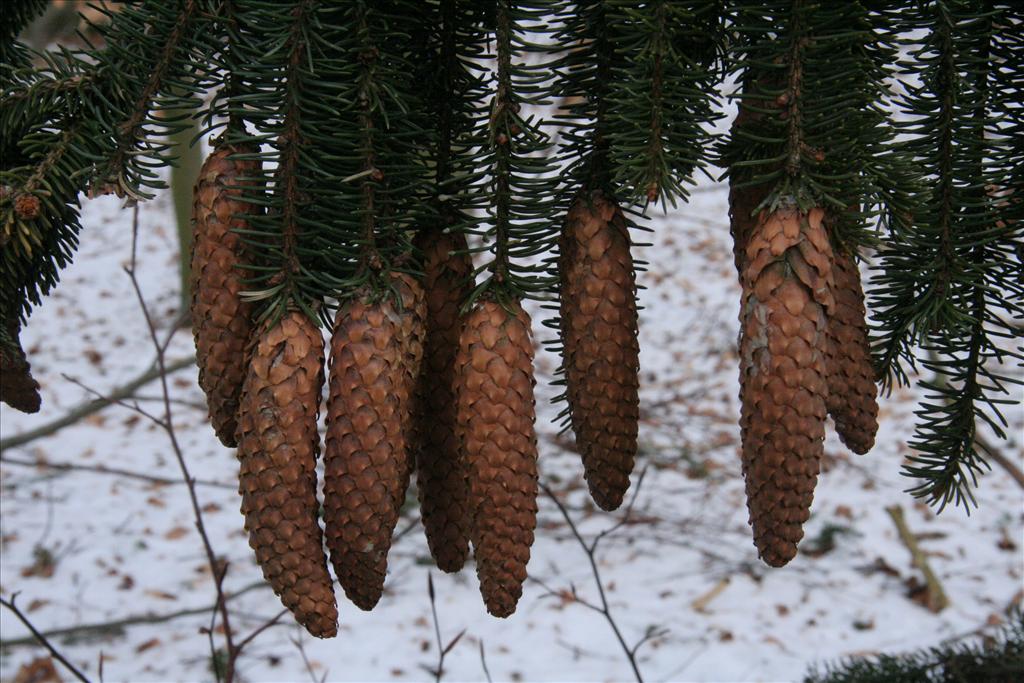 Picea abies (door Willem Braam)