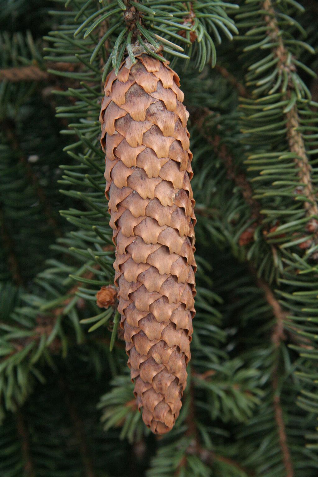 Picea abies (door Willem Braam)