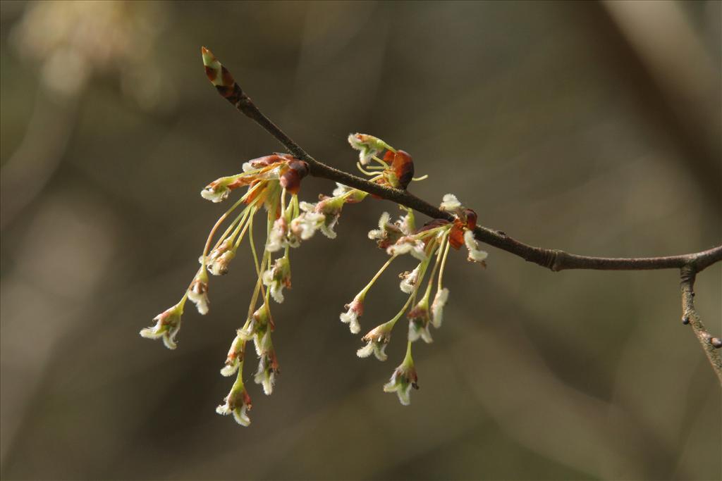 Ulmus laevis (door Willem Braam)