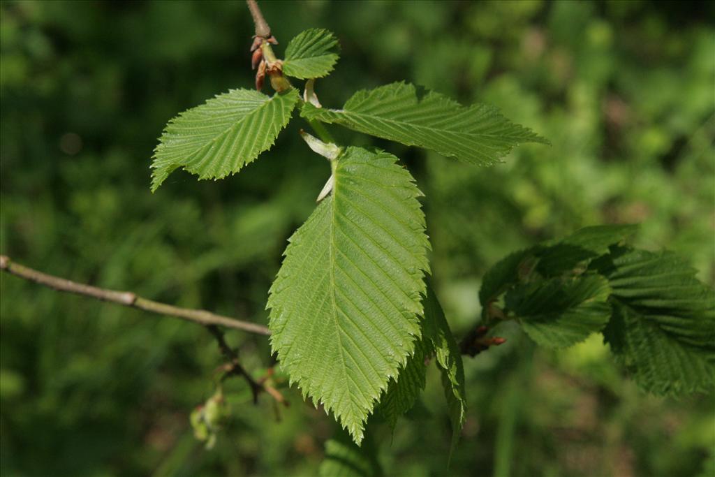 Ulmus laevis (door Willem Braam)