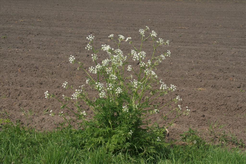 Anthriscus sylvestris (door Willem Braam)