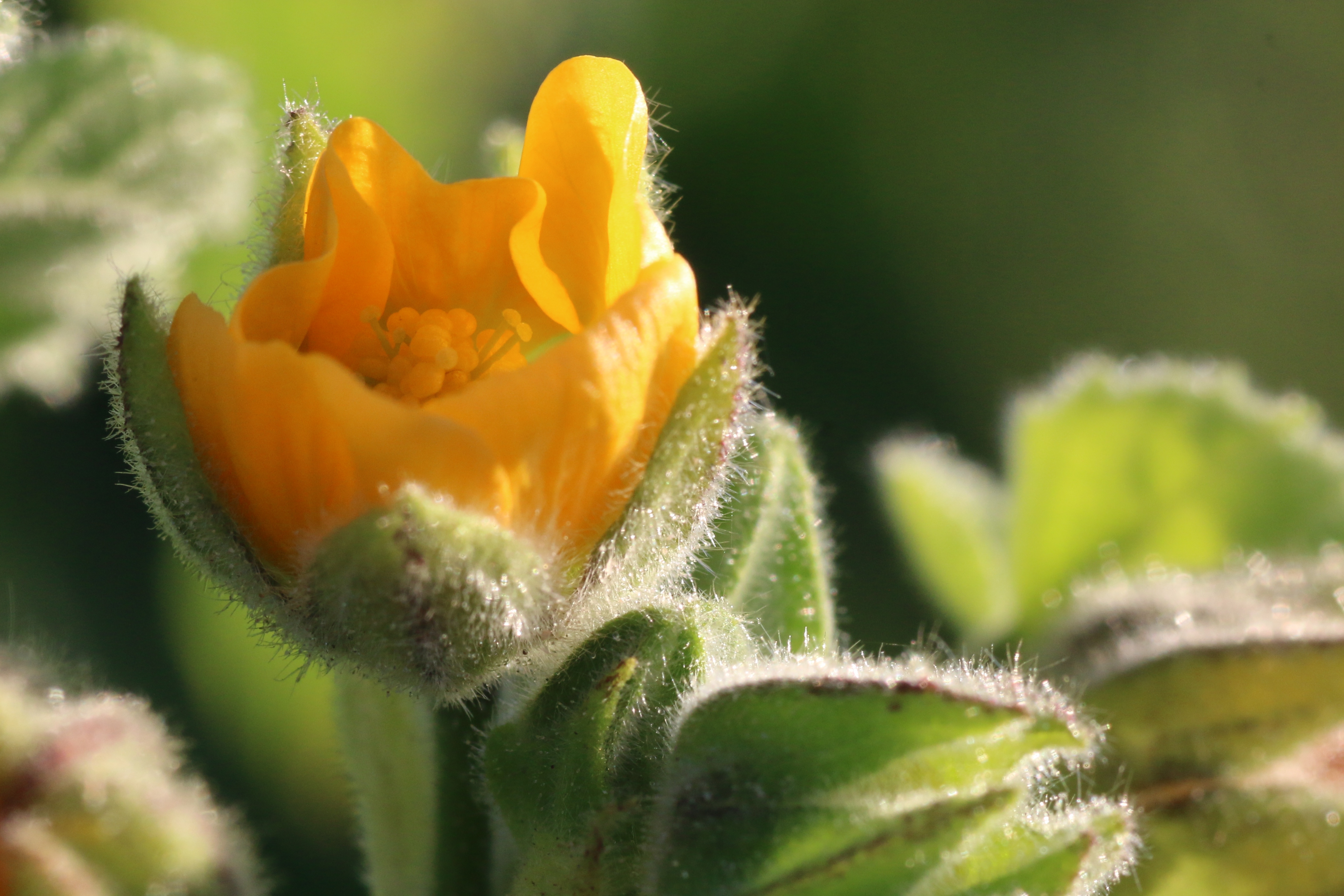 Abutilon theophrasti (door Willem Braam)