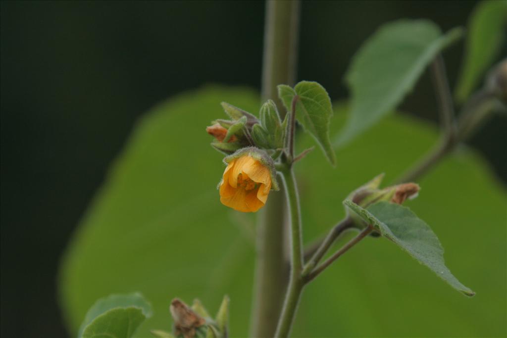 Abutilon theophrasti (door Willem Braam)