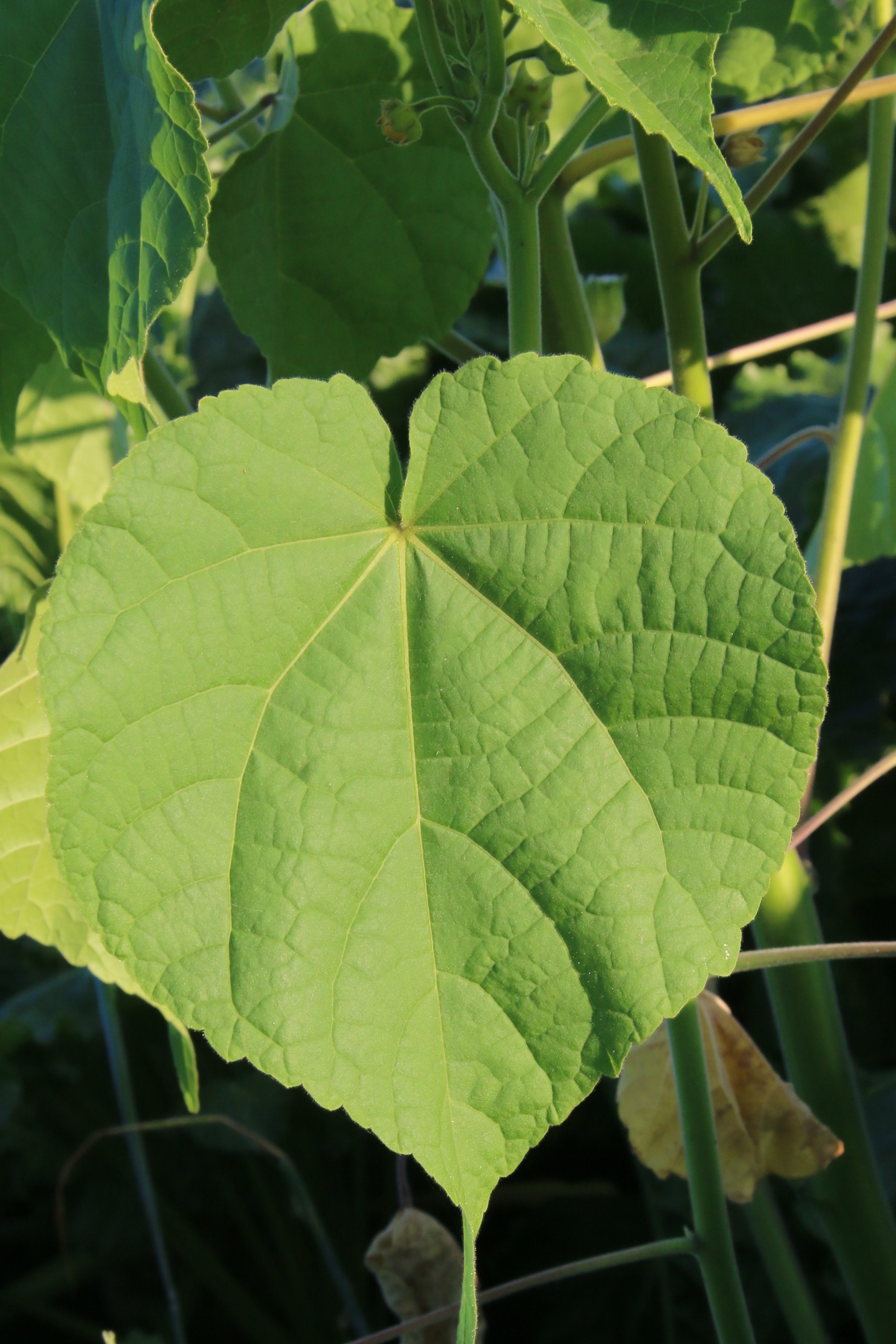 Abutilon theophrasti (door Willem Braam)