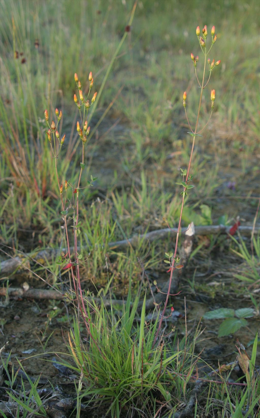 Hypericum pulchrum (door Willem Braam)