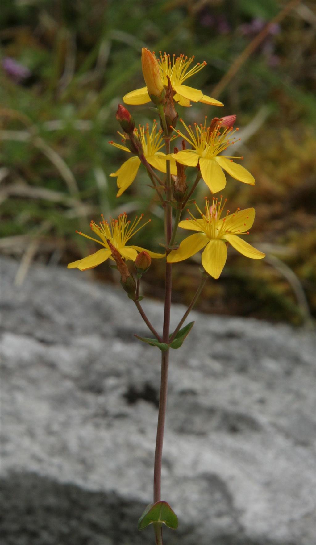 Hypericum pulchrum (door Willem Braam)