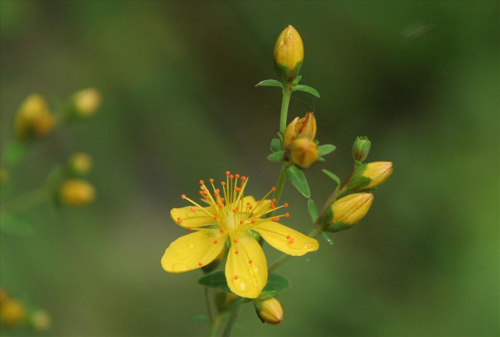 Hypericum pulchrum (door Willem Braam)