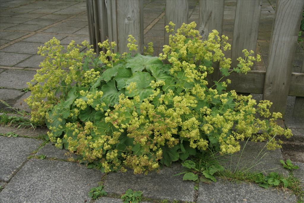 Alchemilla mollis (door Willem Braam)