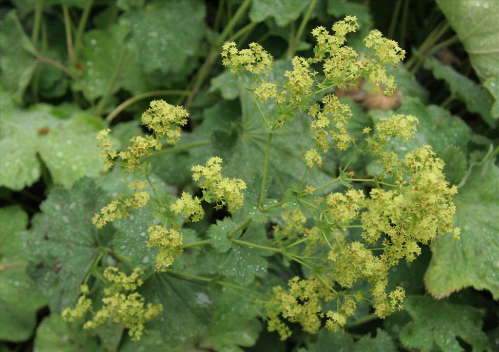 Alchemilla mollis (door Willem Braam)