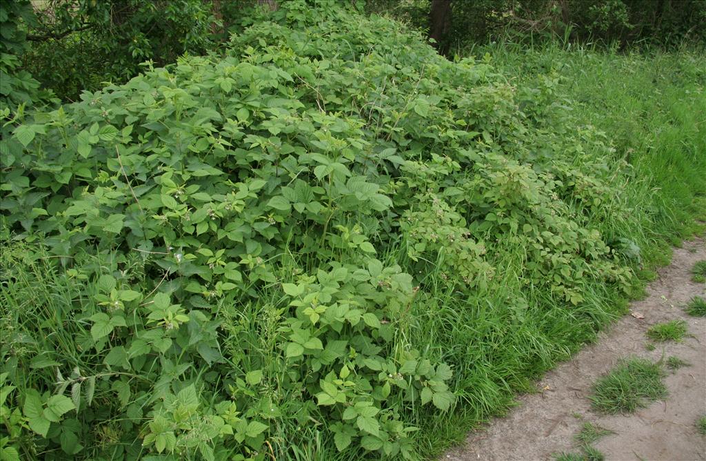 Rubus idaeus (door Willem Braam)