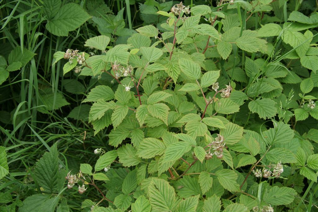 Rubus idaeus (door Willem Braam)