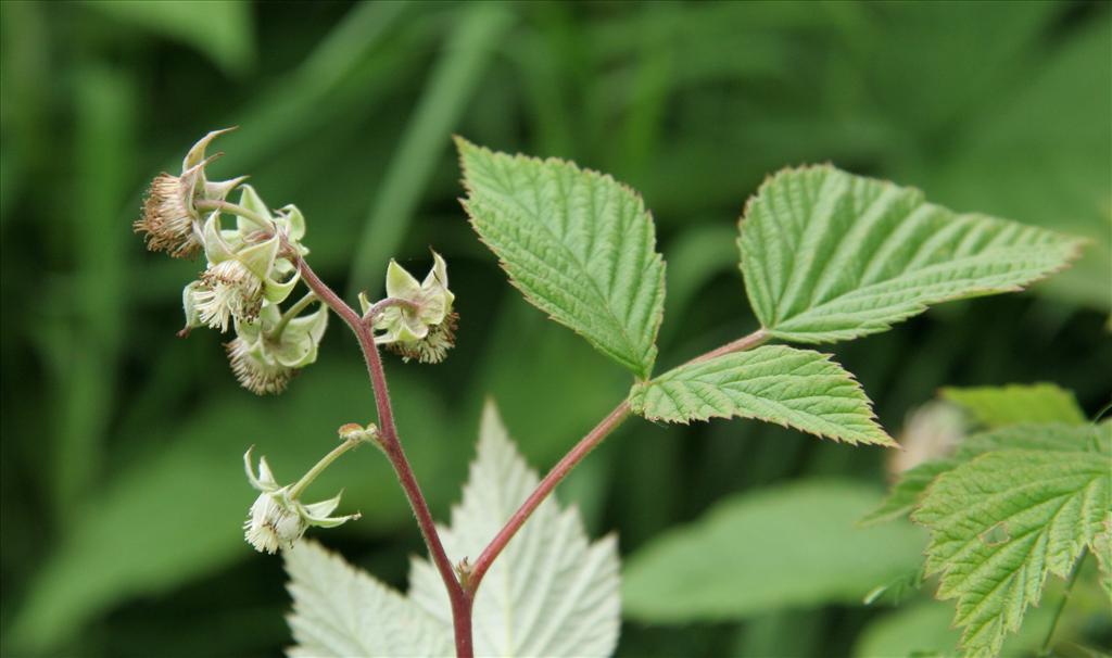 Rubus idaeus (door Willem Braam)