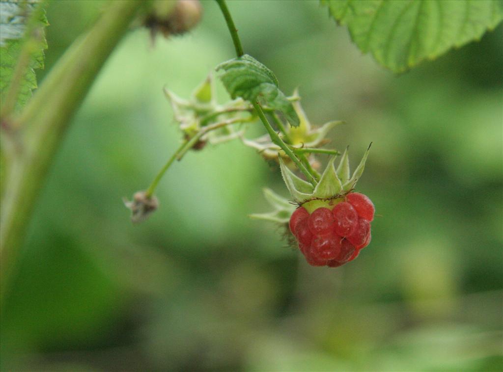 Rubus idaeus (door Willem Braam)