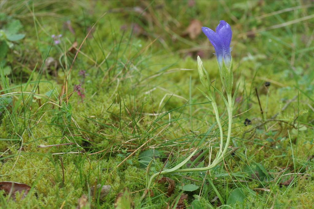 Gentianopsis ciliata (door Willem Braam)