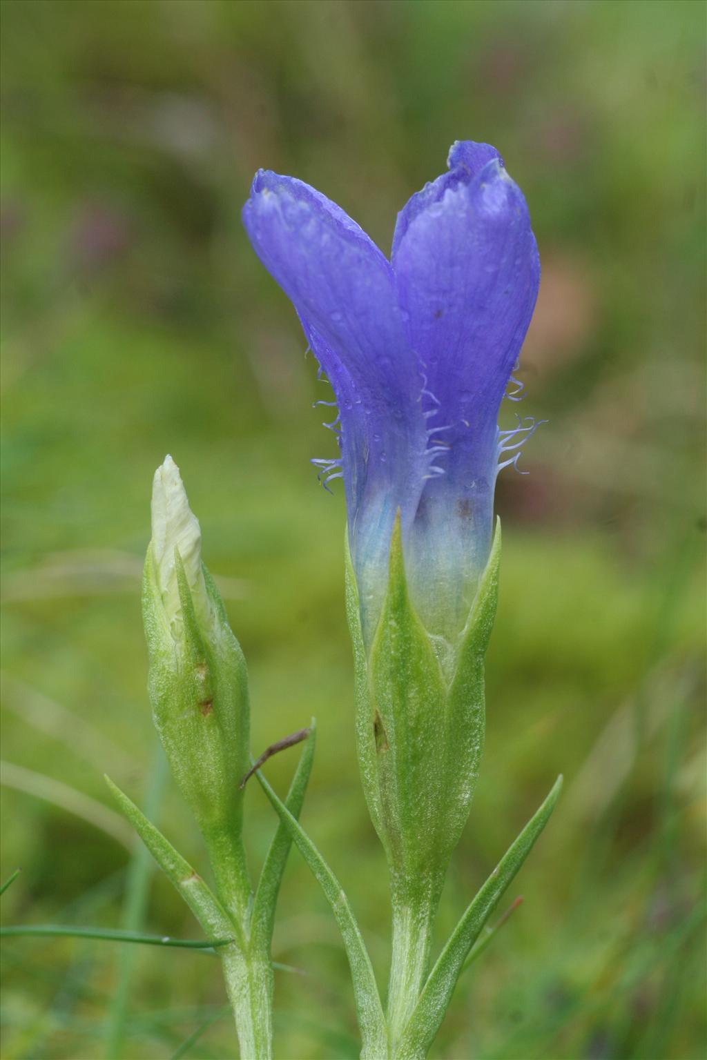 Gentianopsis ciliata (door Willem Braam)