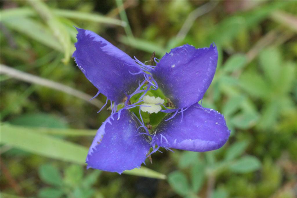 Gentianopsis ciliata (door Willem Braam)