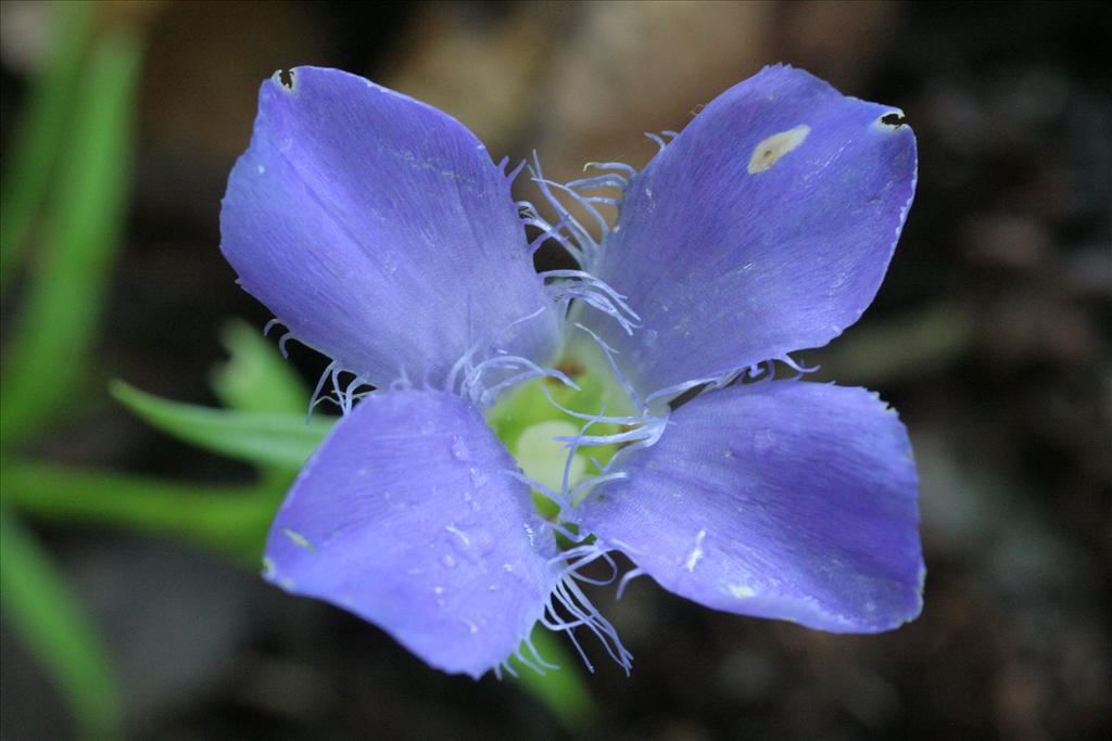 Gentianopsis ciliata (door Willem Braam)