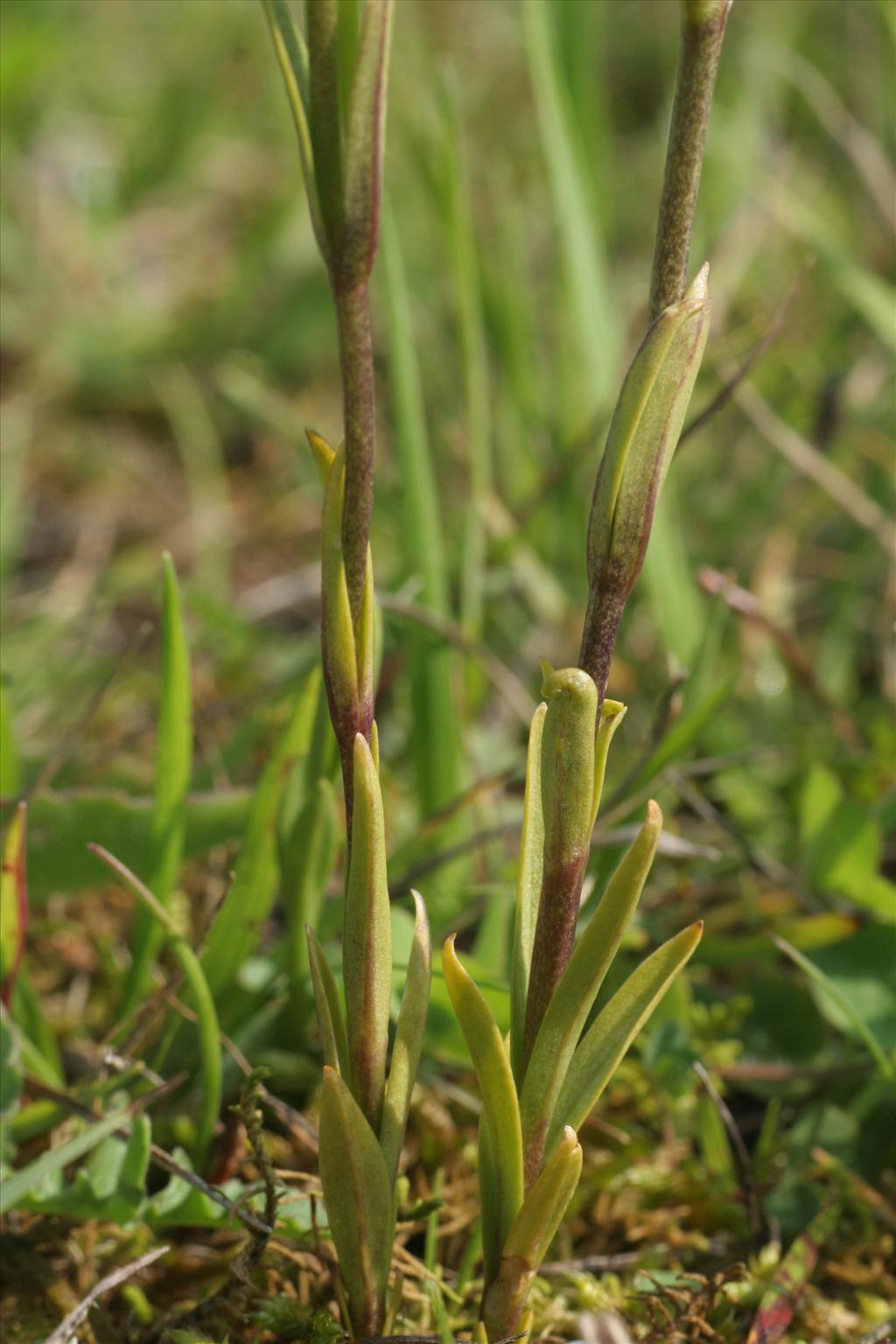 Gentianopsis ciliata (door Willem Braam)