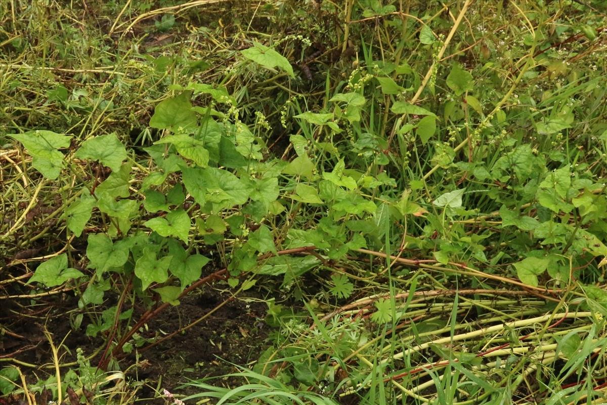 Fagopyrum tataricum (door Willem Braam)