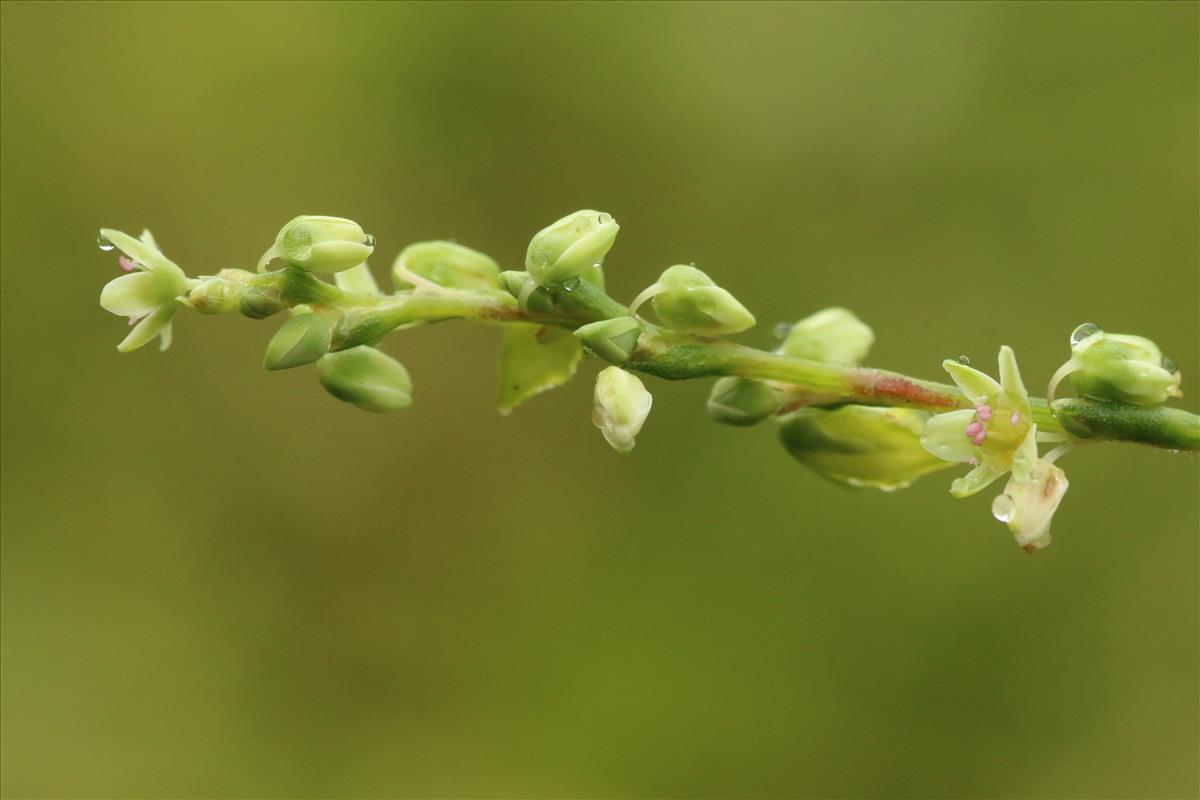 Fagopyrum tataricum (door Willem Braam)