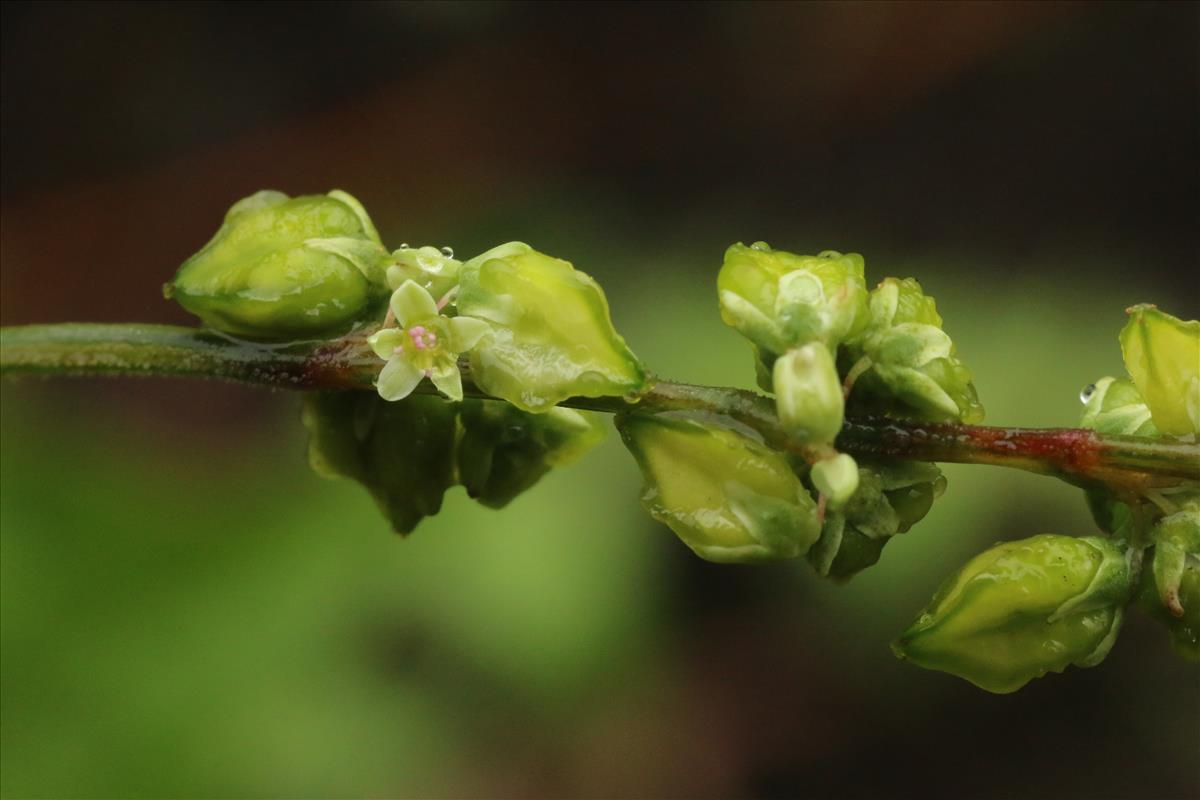 Fagopyrum tataricum (door Willem Braam)