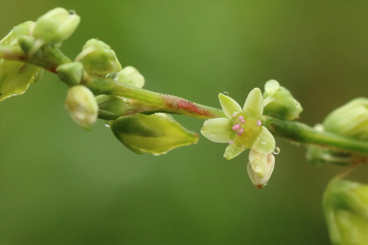 Fagopyrum tataricum (door Willem Braam)