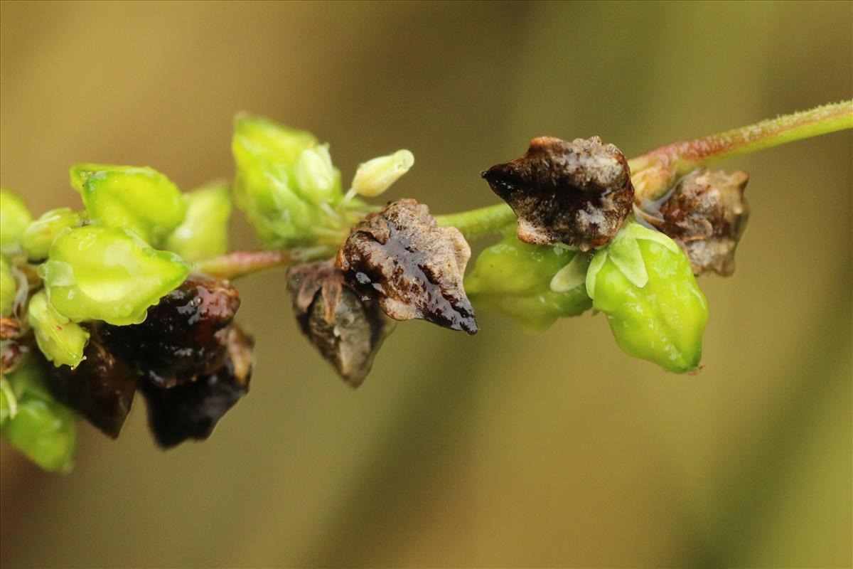 Fagopyrum tataricum (door Willem Braam)