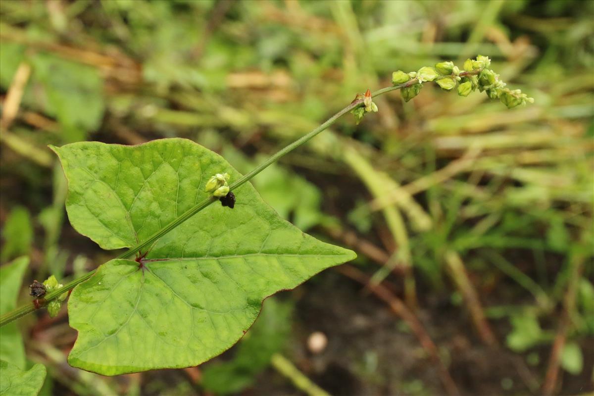 Fagopyrum tataricum (door Willem Braam)