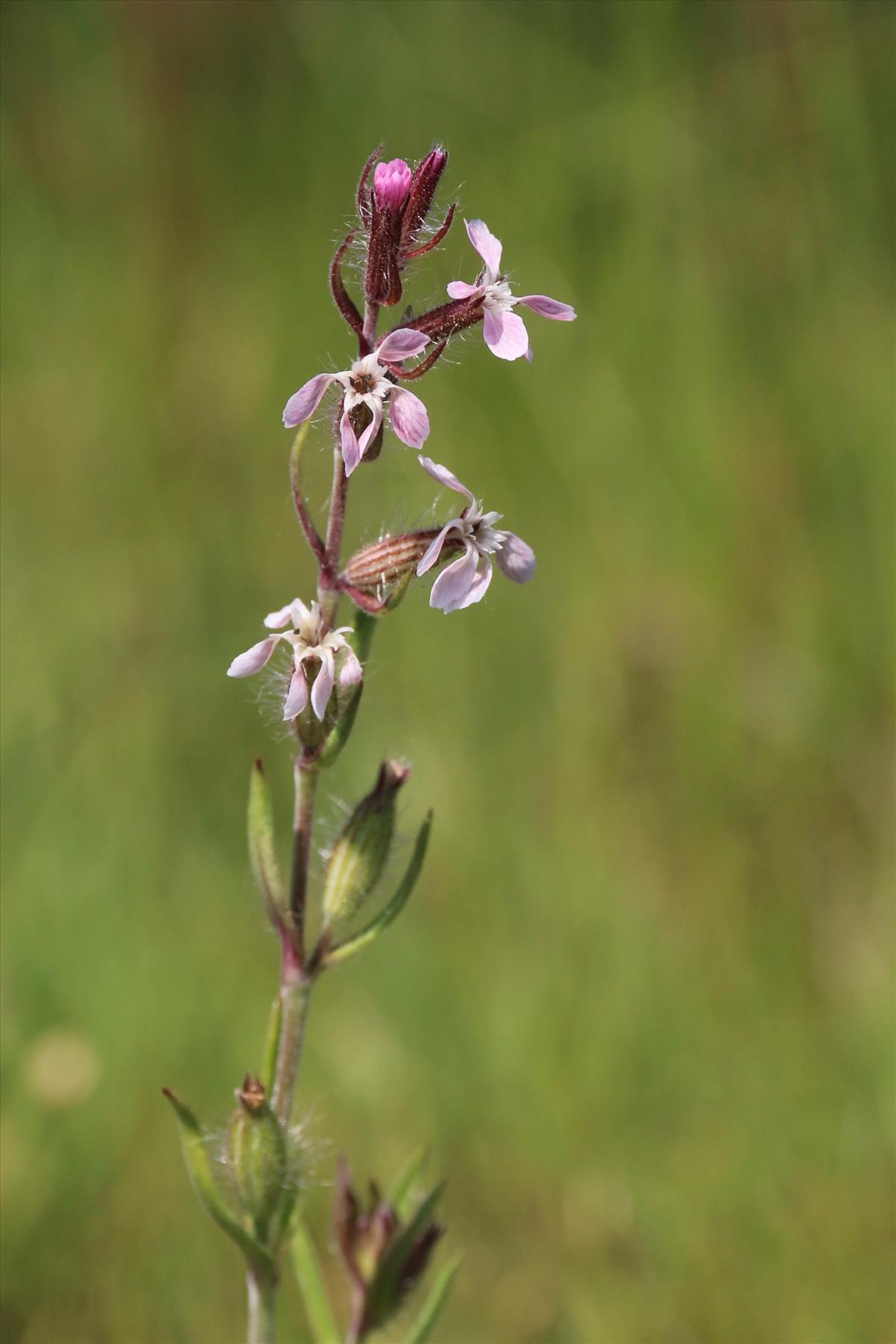 Silene gallica (door Willem Braam)